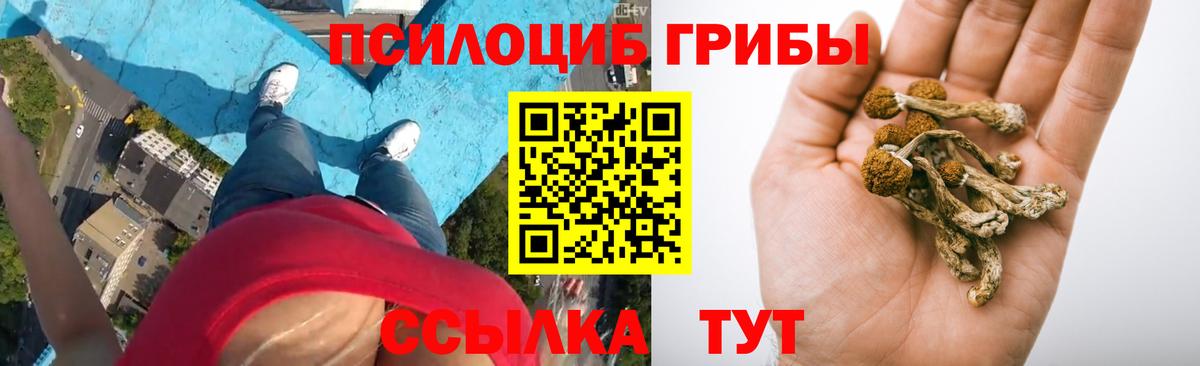 Псилоцибиновые грибы Psilocybine cubensis Копейск